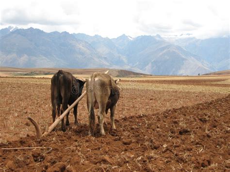 Oxen Pulling a Plow –  Serene Landscape and Delicate Brushstrokes Paint Rural Life